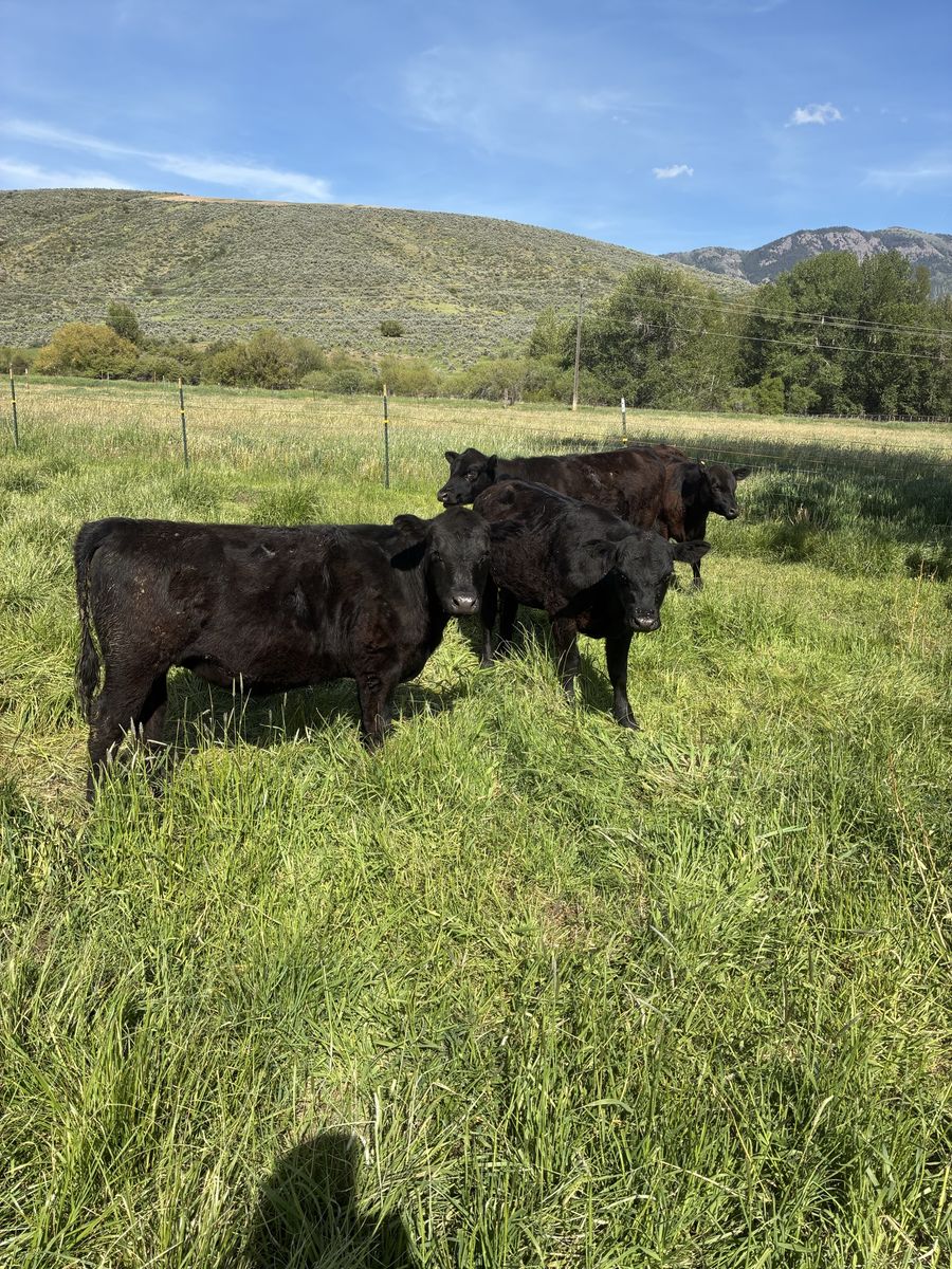 Black heifers