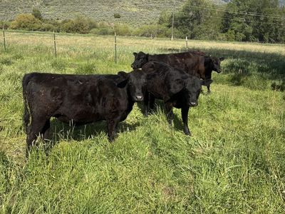 Black heifers