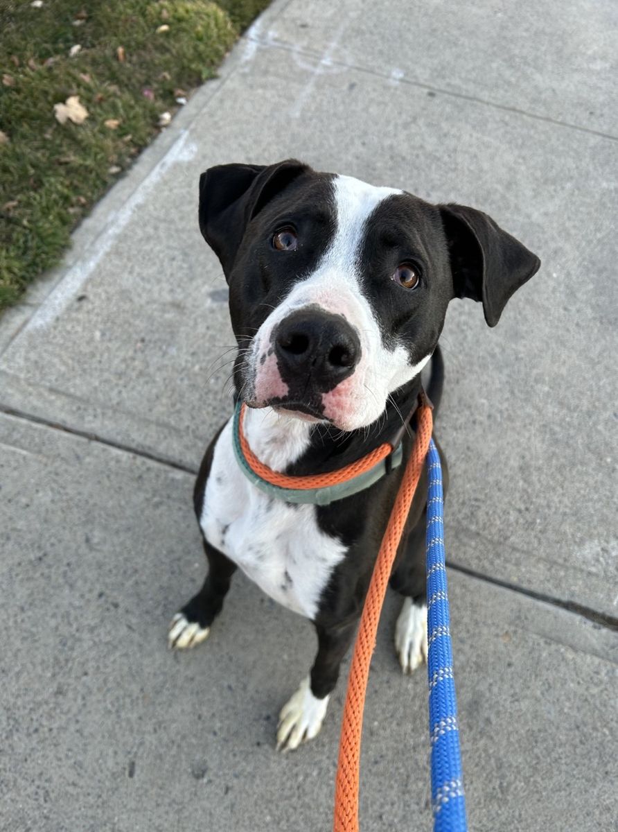 Dog free to a good home.