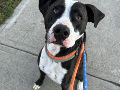 Dog free to a good home.