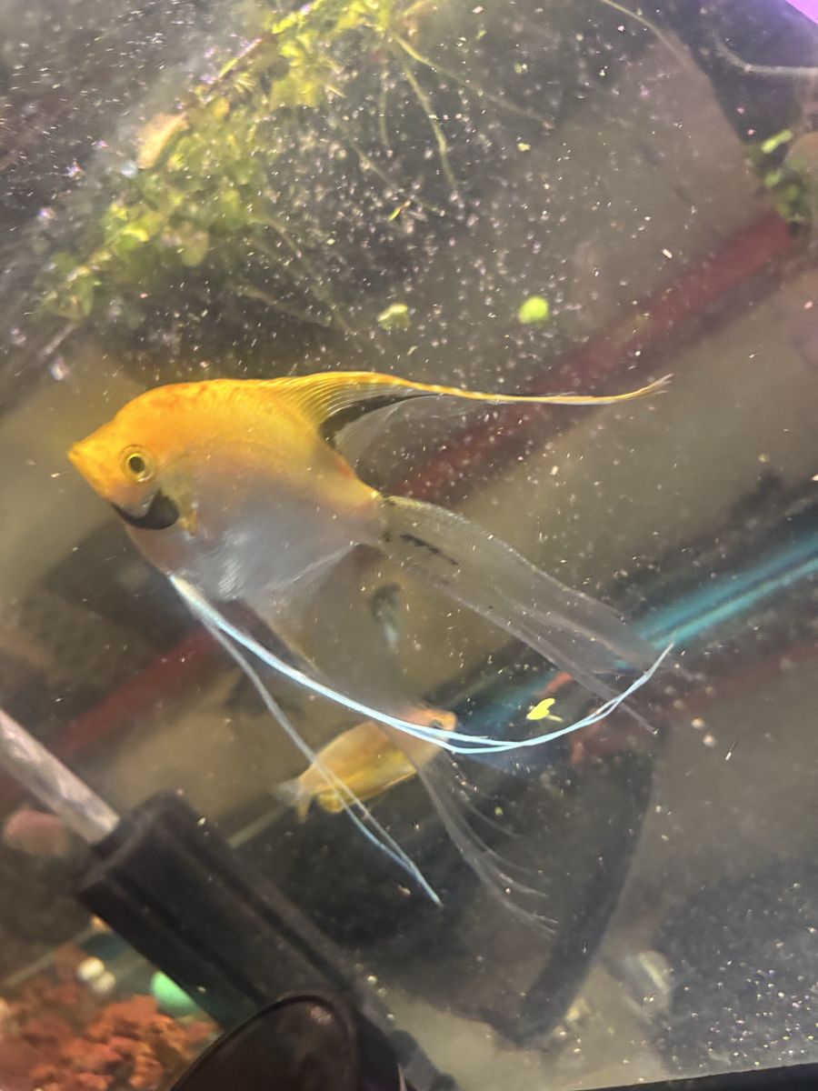 Need to rehome