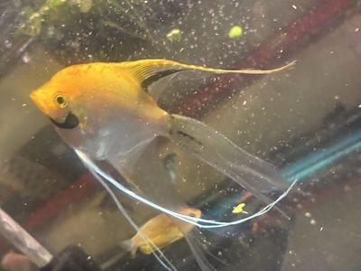 Need to rehome