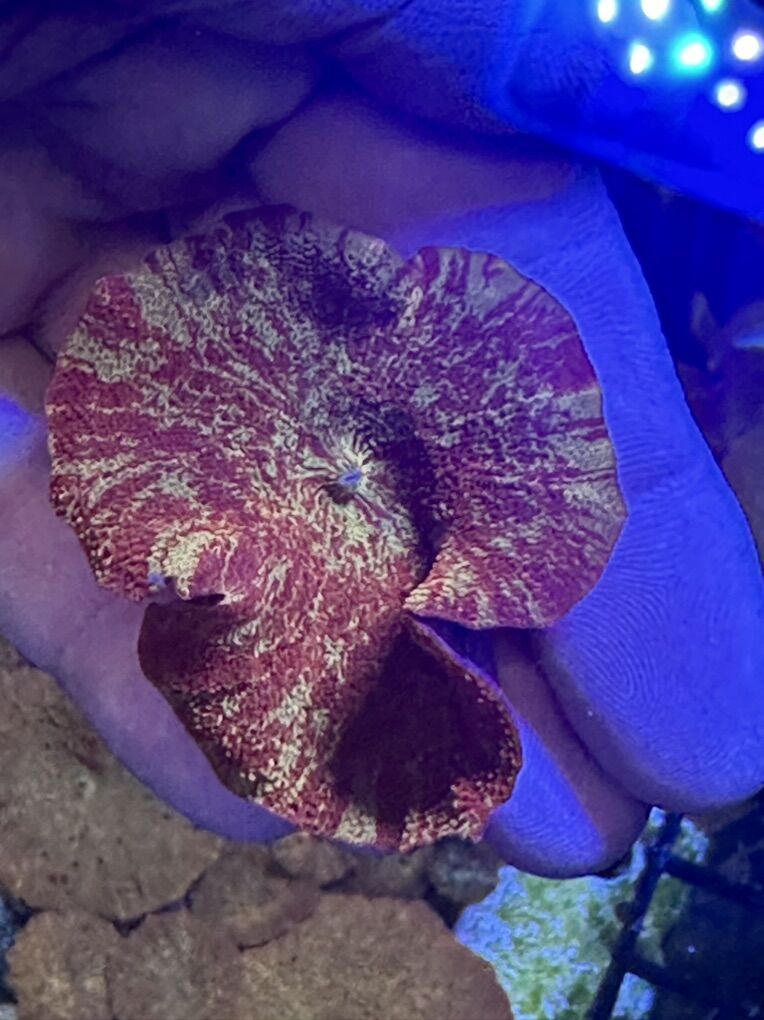 Jawbreaker mushrooms