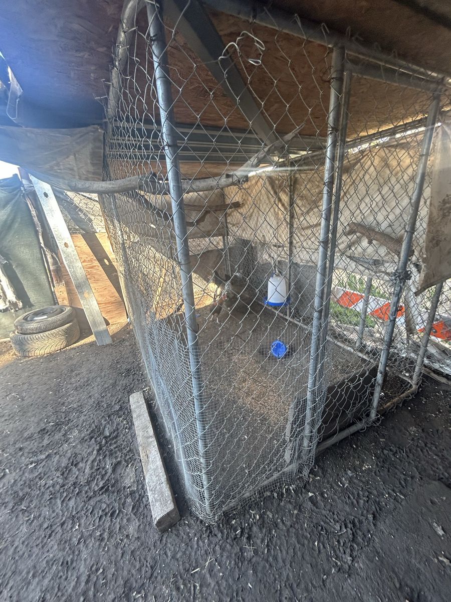 Dog run / dog kennel