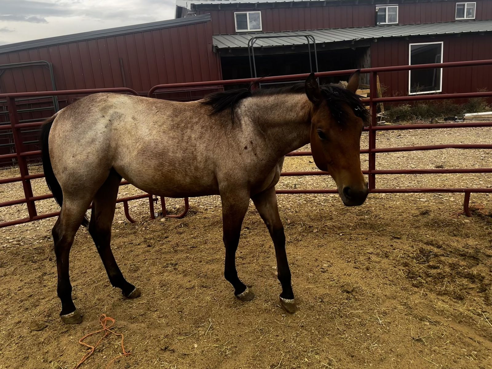Artemis your dream yearling 
