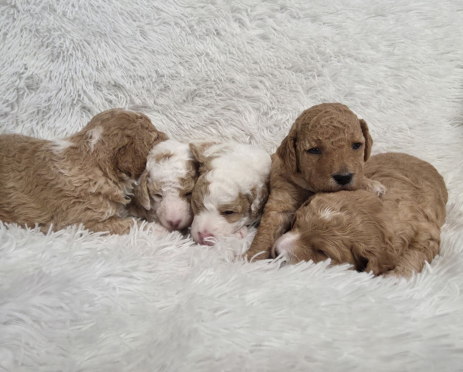 Mini goldendoodle puppies