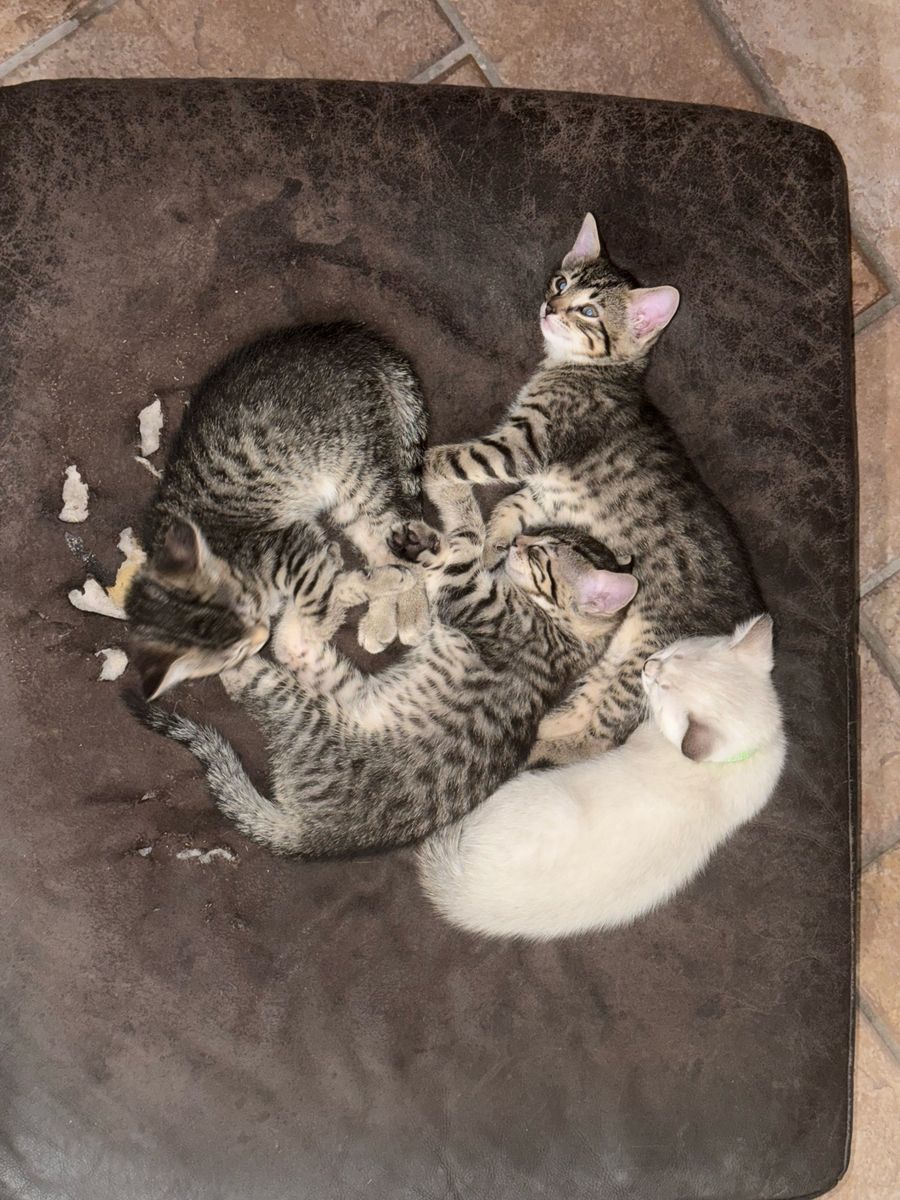 Kitties - 9 Weeka