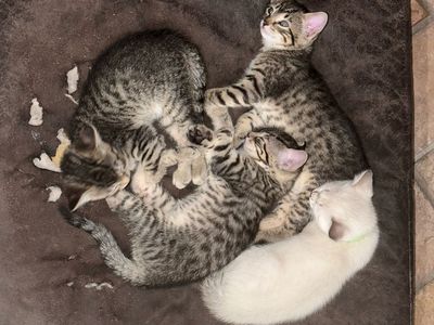 Kitties - 9 Weeka