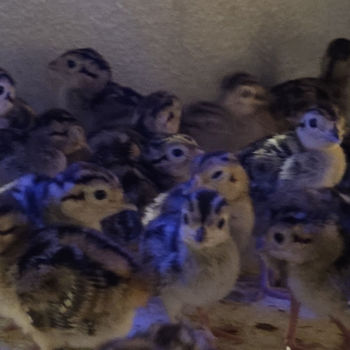 Pheasant & Chukar Chicks