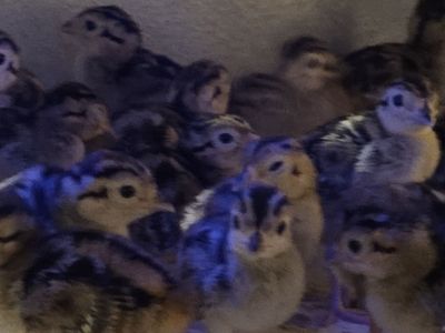 Pheasant & Chukar Chicks