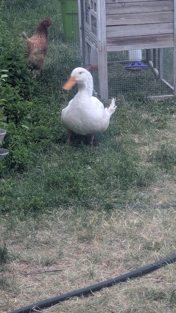 Free Duck