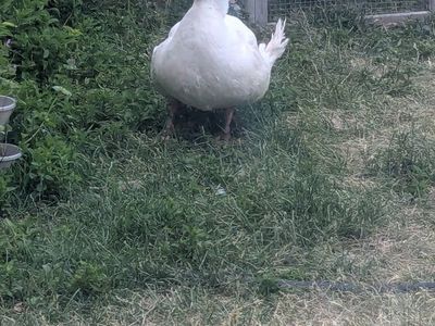 Free Duck