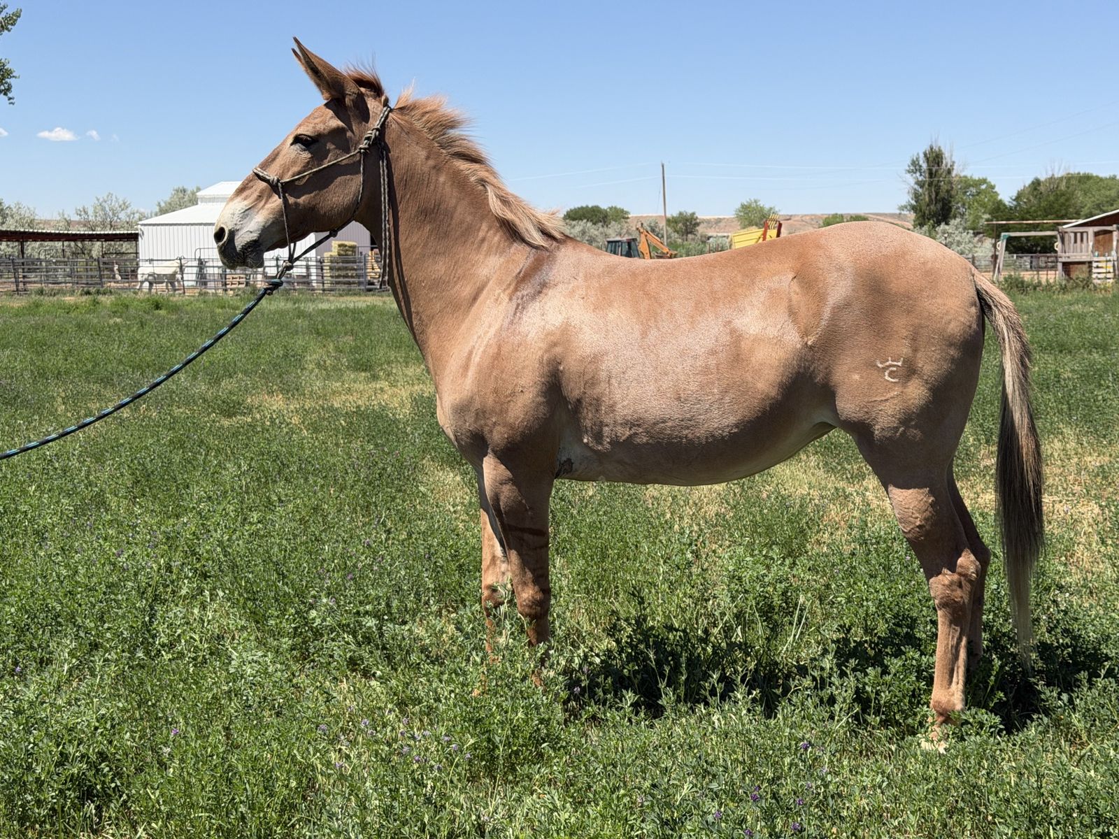Exceptional riding mule