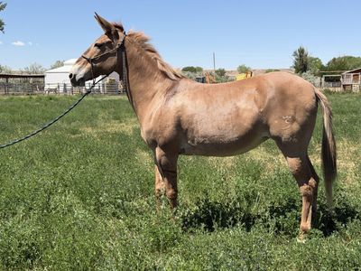 Exceptional riding mule