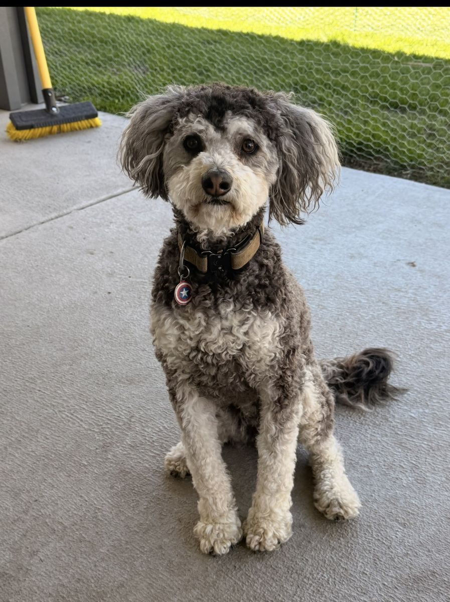 Pup looking for a new home