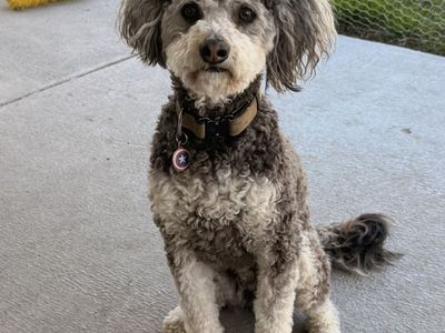 Pup looking for a new home