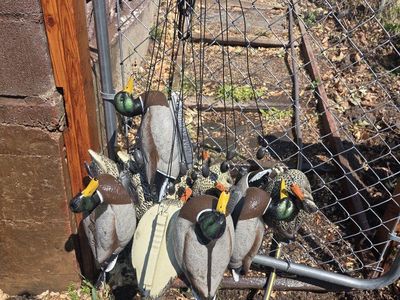 1 dz Final Approach mallard Duck Decoys Set with rigs