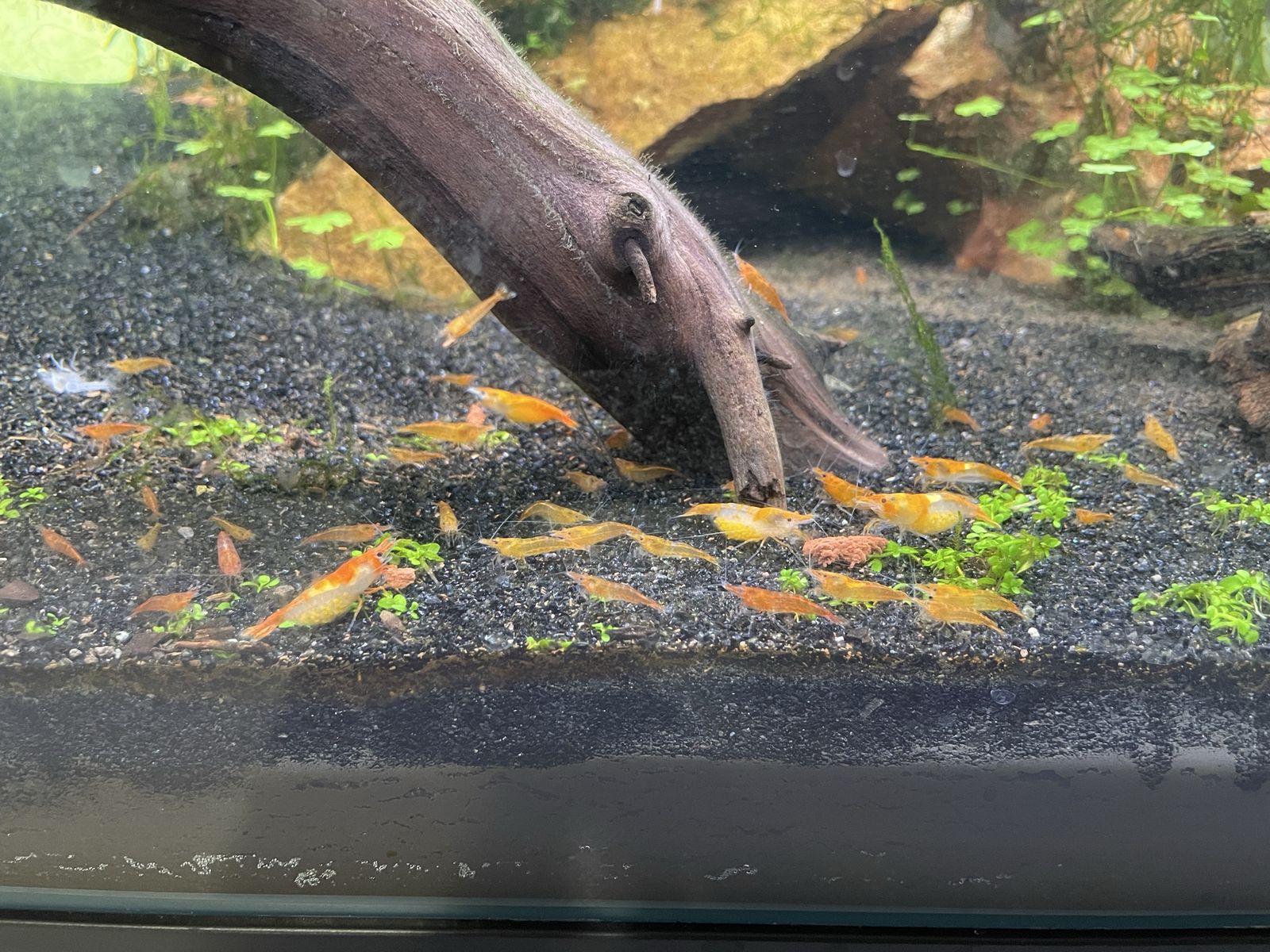 Orange Neocaridina Shrimp