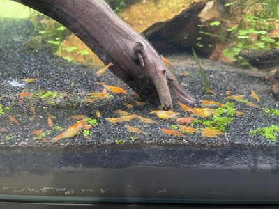Orange Neocaridina Shrimp
