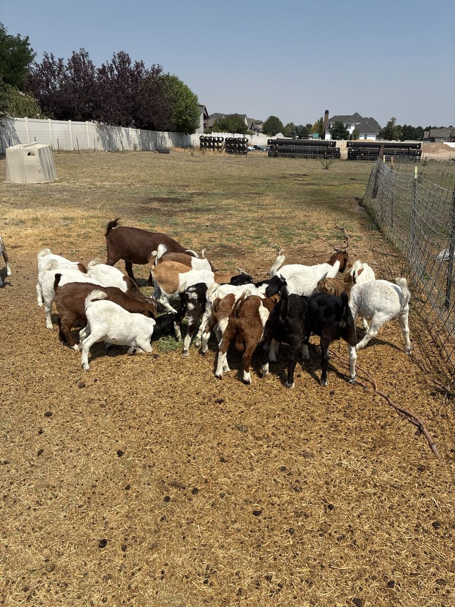 Goat kids