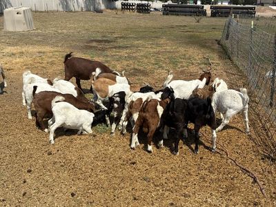 Goat kids