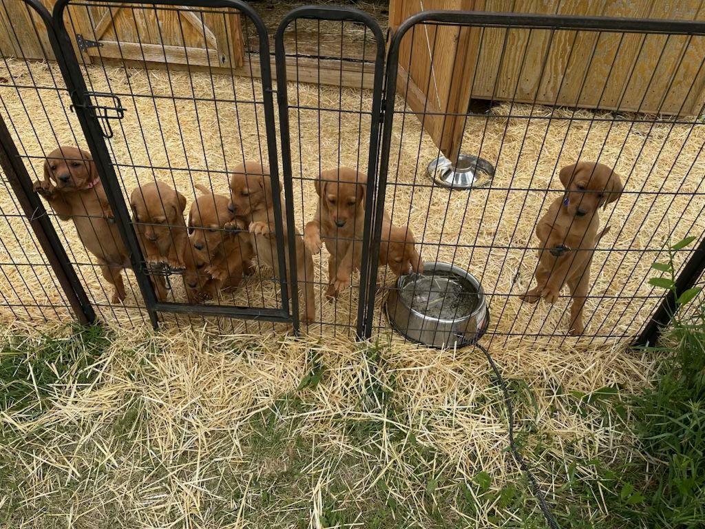 AKC fox red Lab/labrador puppies