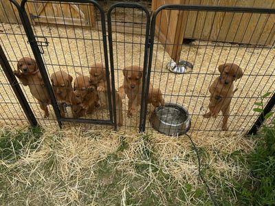 AKC fox red Lab/labrador puppies