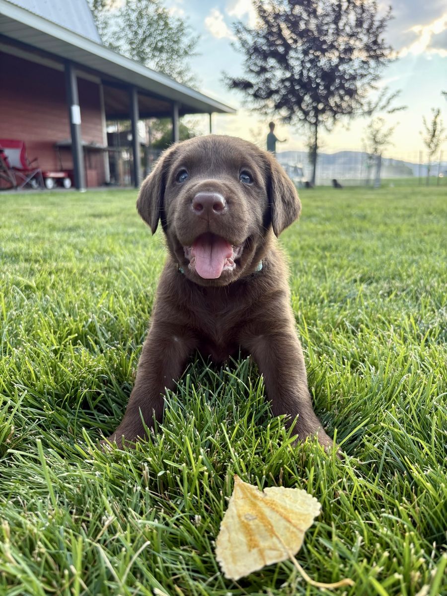 AKC Chocolate Lab Puppies