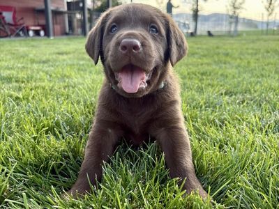 AKC Chocolate Lab Puppies