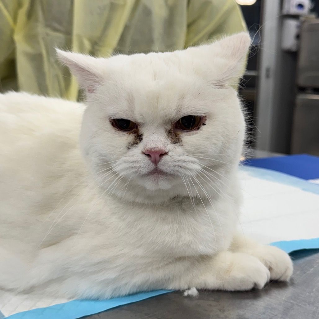 Hello my name is Chanile