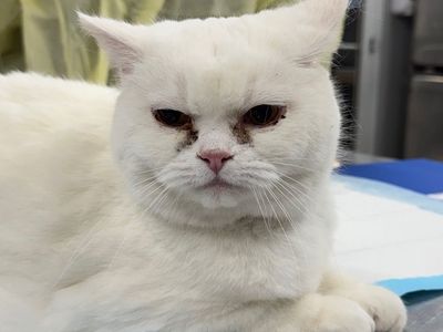 Hello my name is Chanile