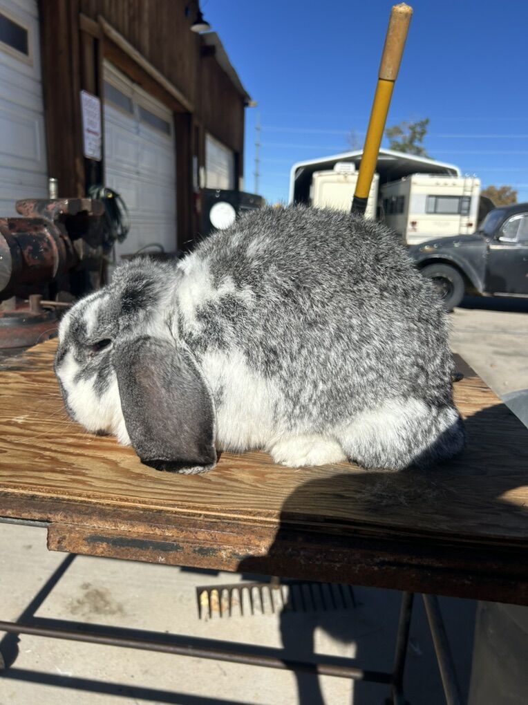 AVALIABLE - Pedigreed French Lops