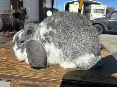 AVALIABLE - Pedigreed French Lops