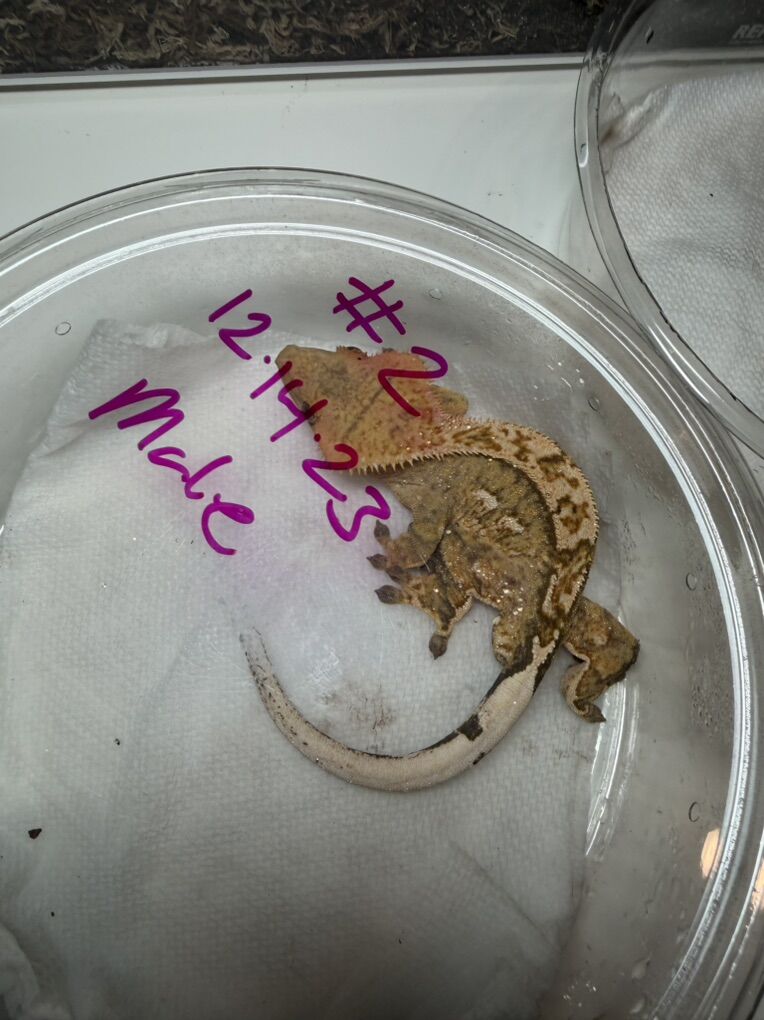 Male Crested Gecko