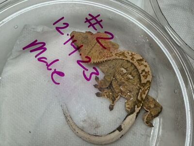 Male Crested Gecko