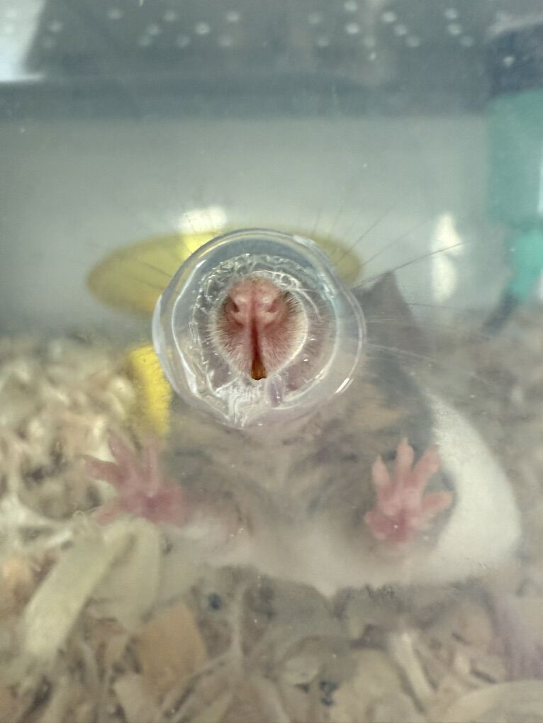 Free pet mice w/ enclosure