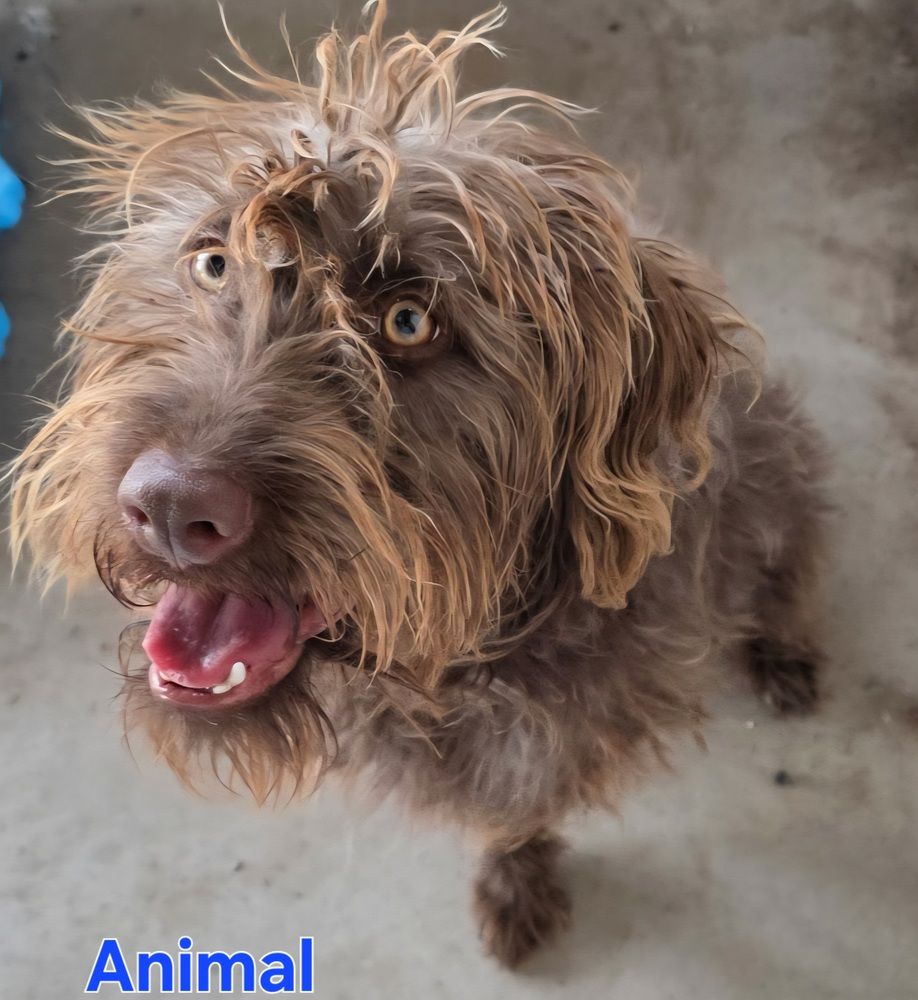 Animal – She's Rare, Resilient, and Full of Joy