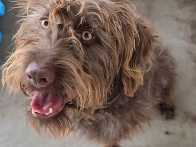 Animal – She's Rare, Resilient, and Full of Joy