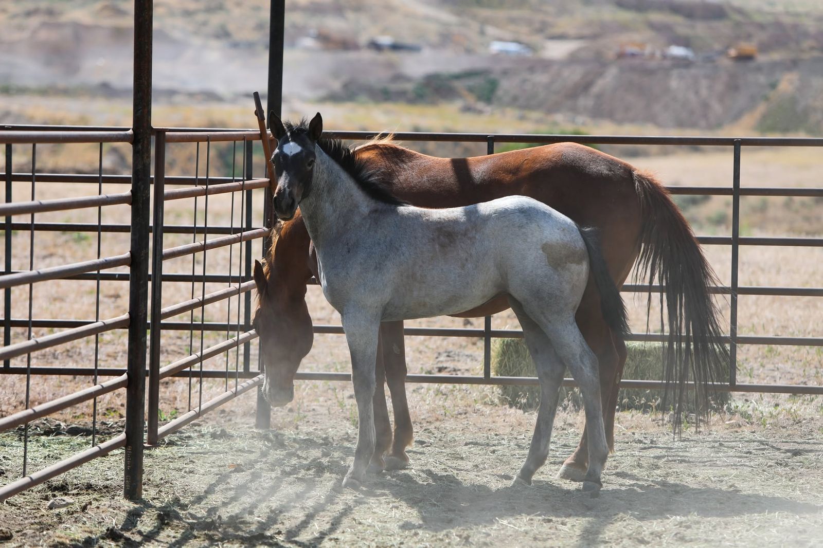 2026 AQHA BLUE ROAN FILLY