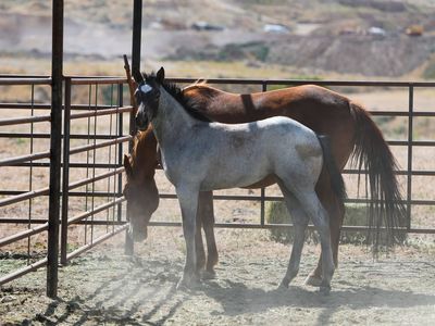 2026 AQHA BLUE ROAN FILLY