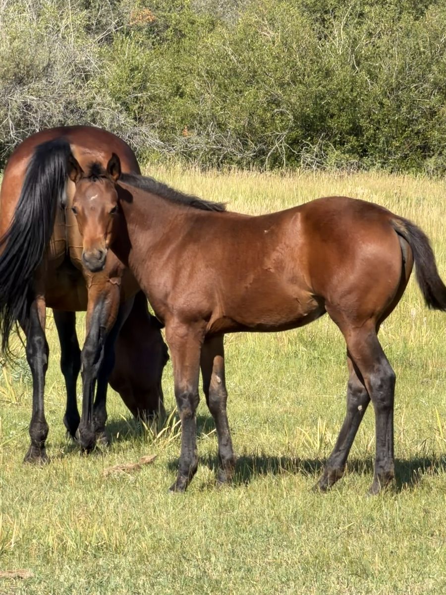 2026 AQHA bay filly, Driftwood & Boon Dox John bred