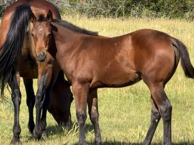 2026 AQHA bay filly, Driftwood & Boon Dox John bred