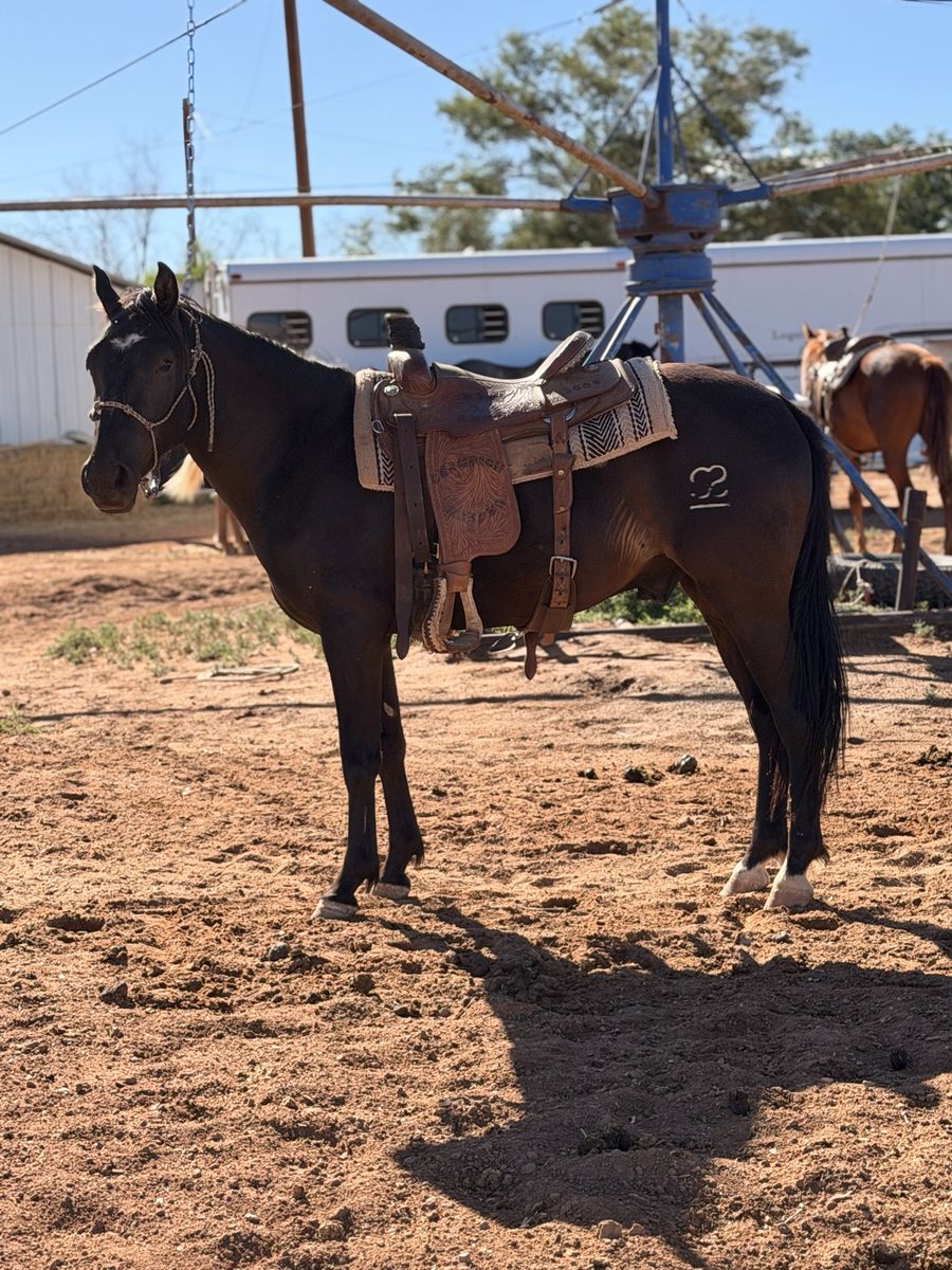 Cute 2 year old gelding