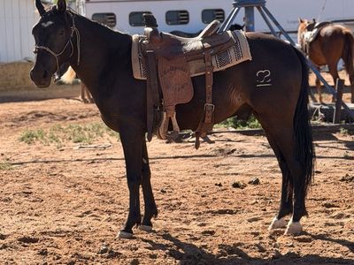 Cute 2 year old gelding