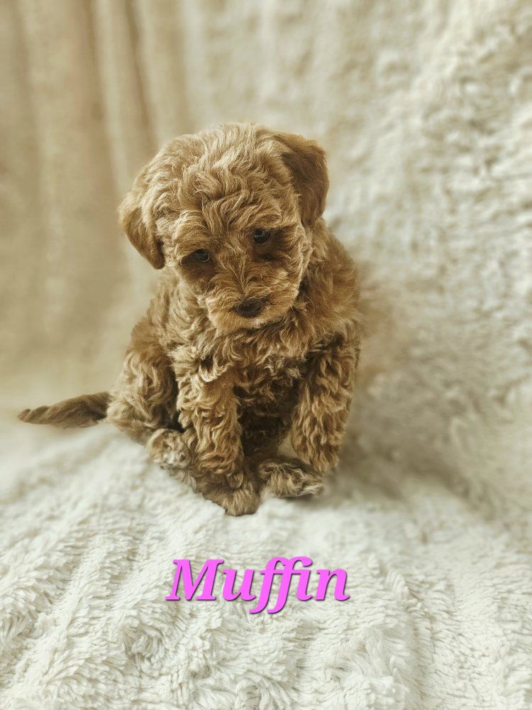 Hypoallergenic Mini/Toy Poodle Puppies Tedddy Bear Faces