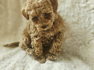 Hypoallergenic Mini/Toy Poodle Puppies Tedddy Bear Faces