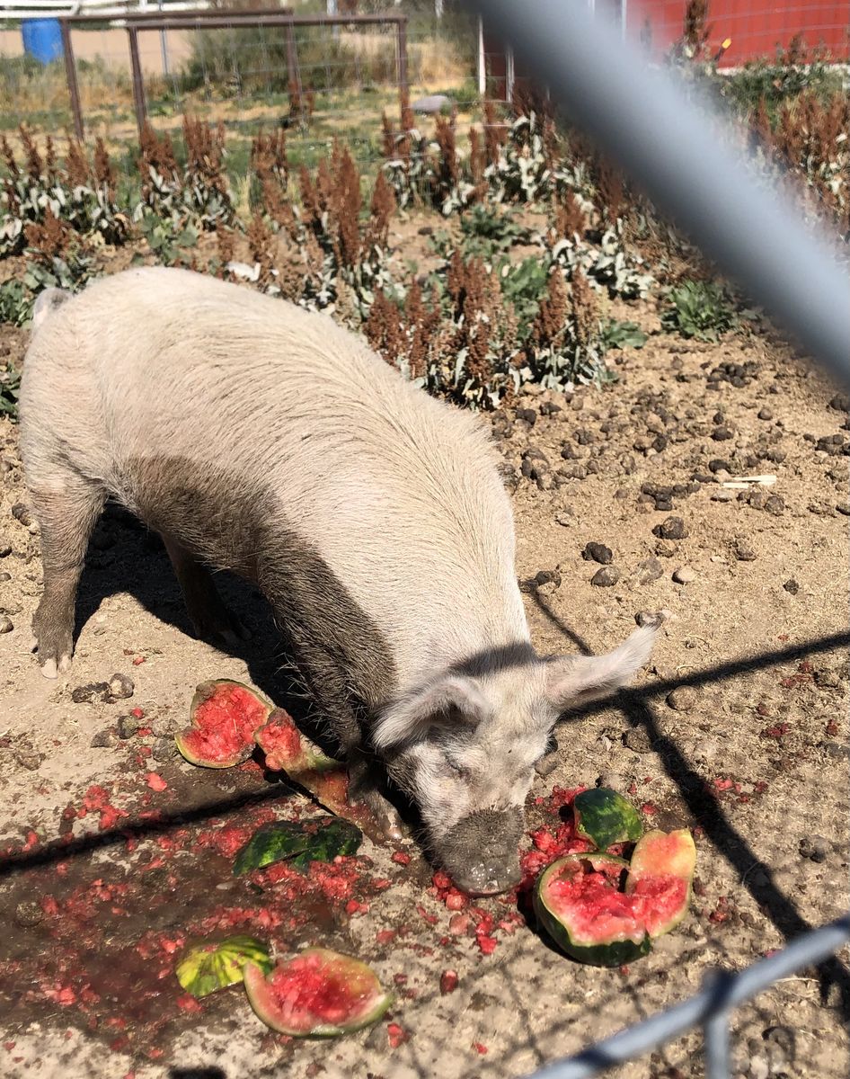 Watermelons for pigs
