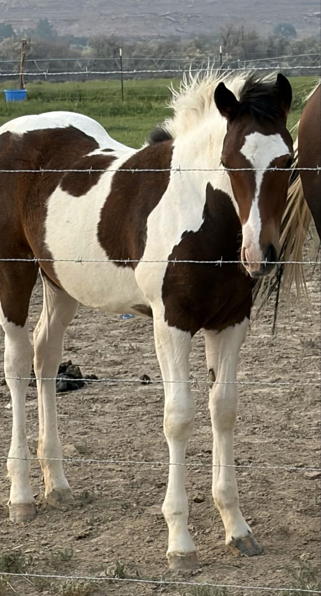 1/4 Draft Weanling Filly