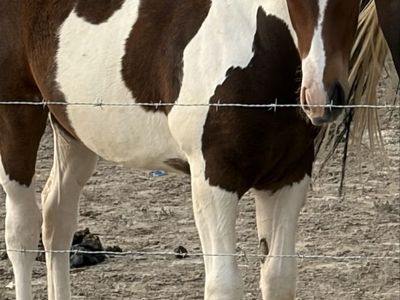 1/4 Draft Weanling Filly