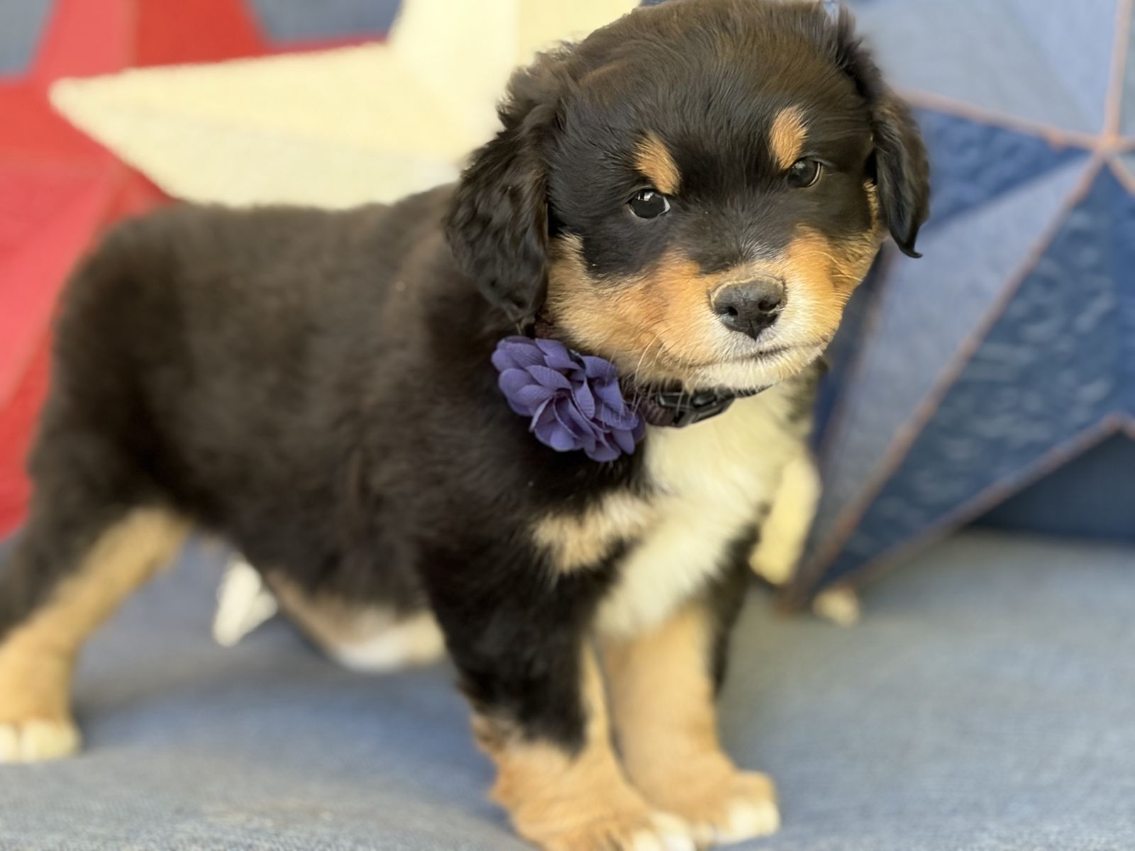 Mini Aussie/ Miniature Australian Shepherd